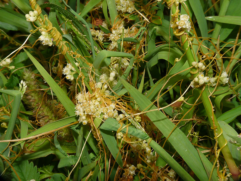 Cuscuta campestris / Cuscuta ungherese